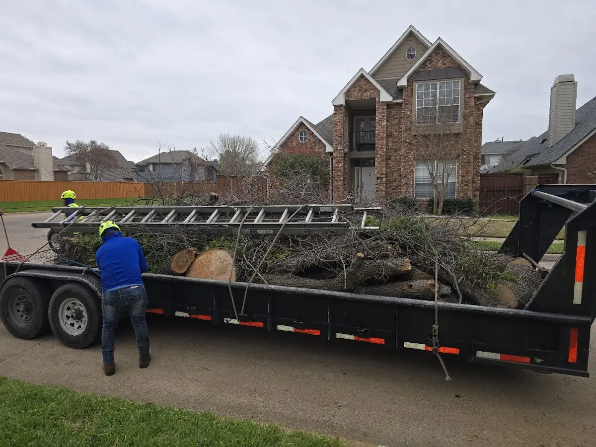 Expert Tree Removal with proper safety equipment in Arnold
